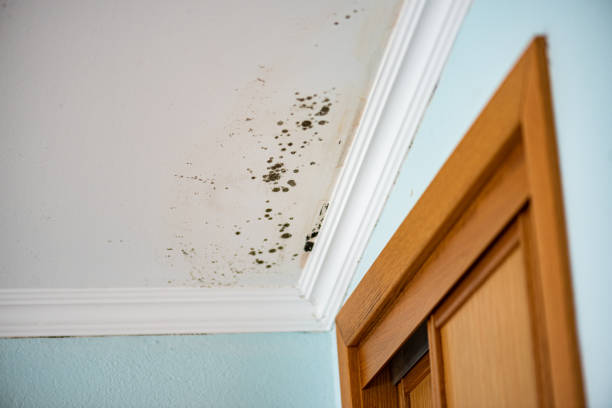 Best Air Quality Testing for Mold Spores  in Berryville, VA